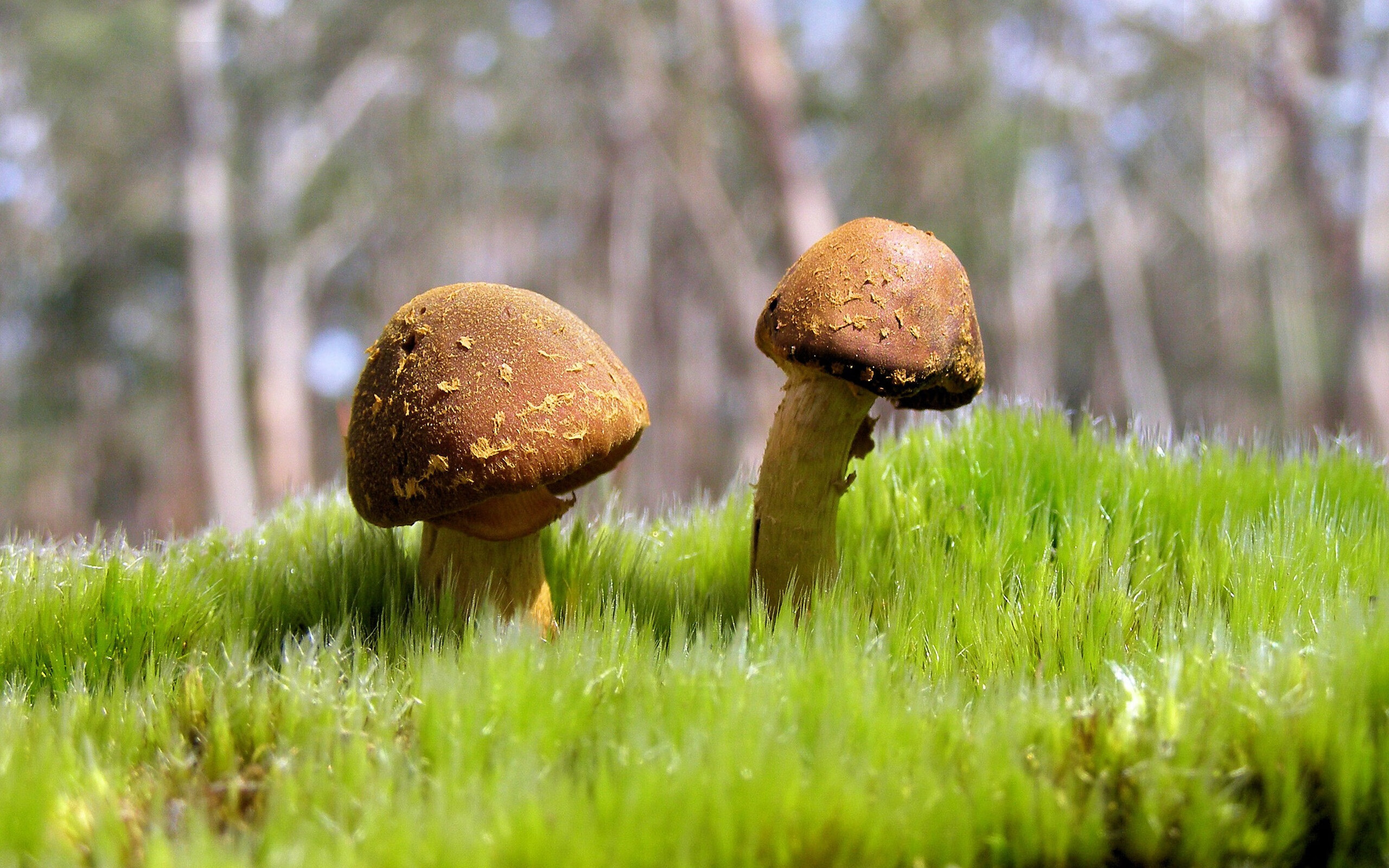 英格兰反曲弓队在2024年春季阿尔罗斯锦标赛中以6-2负于意大利队获得银牌