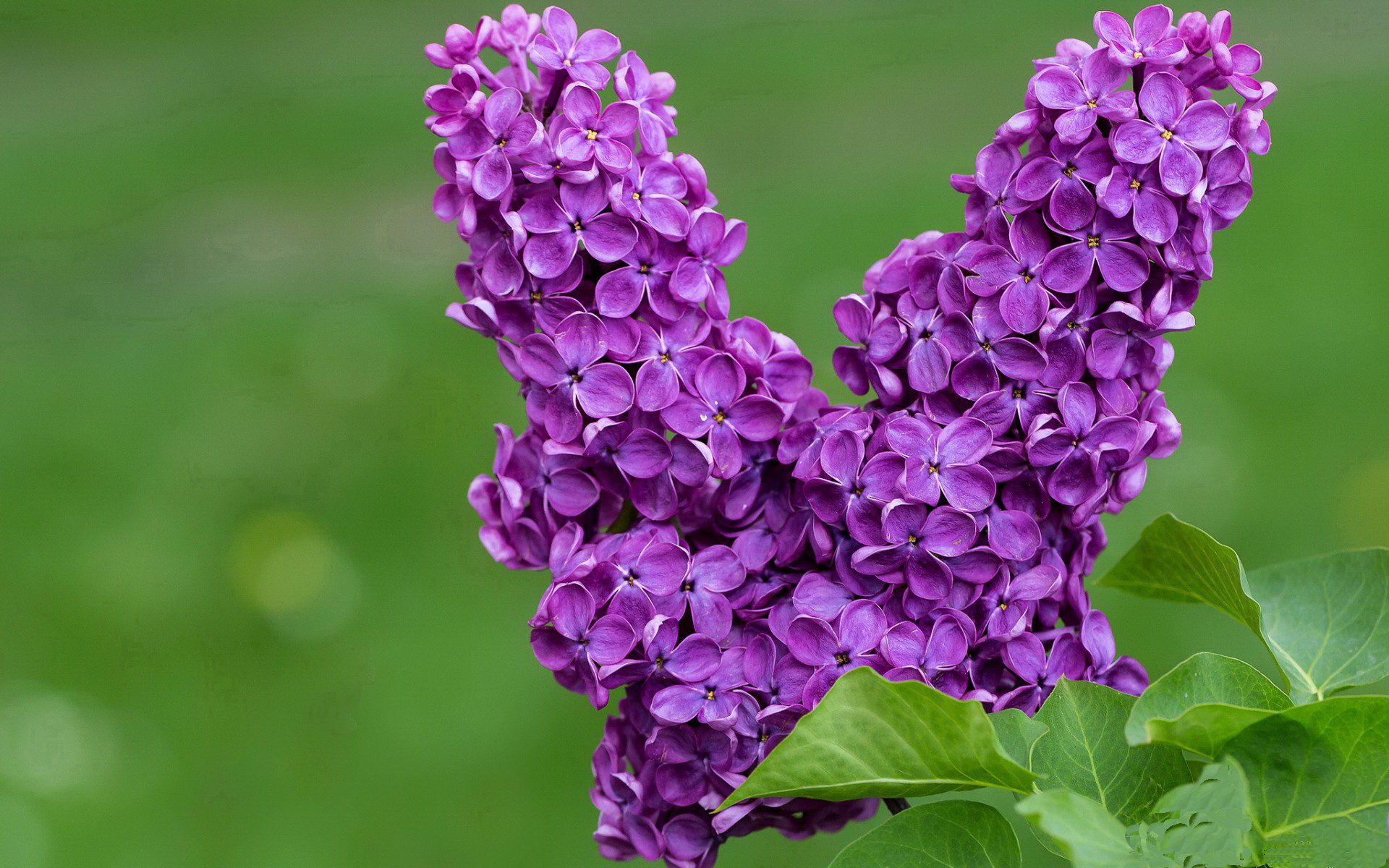 中国选手在国际滑板锦标赛中首获冠军，中国滑板冠军是谁