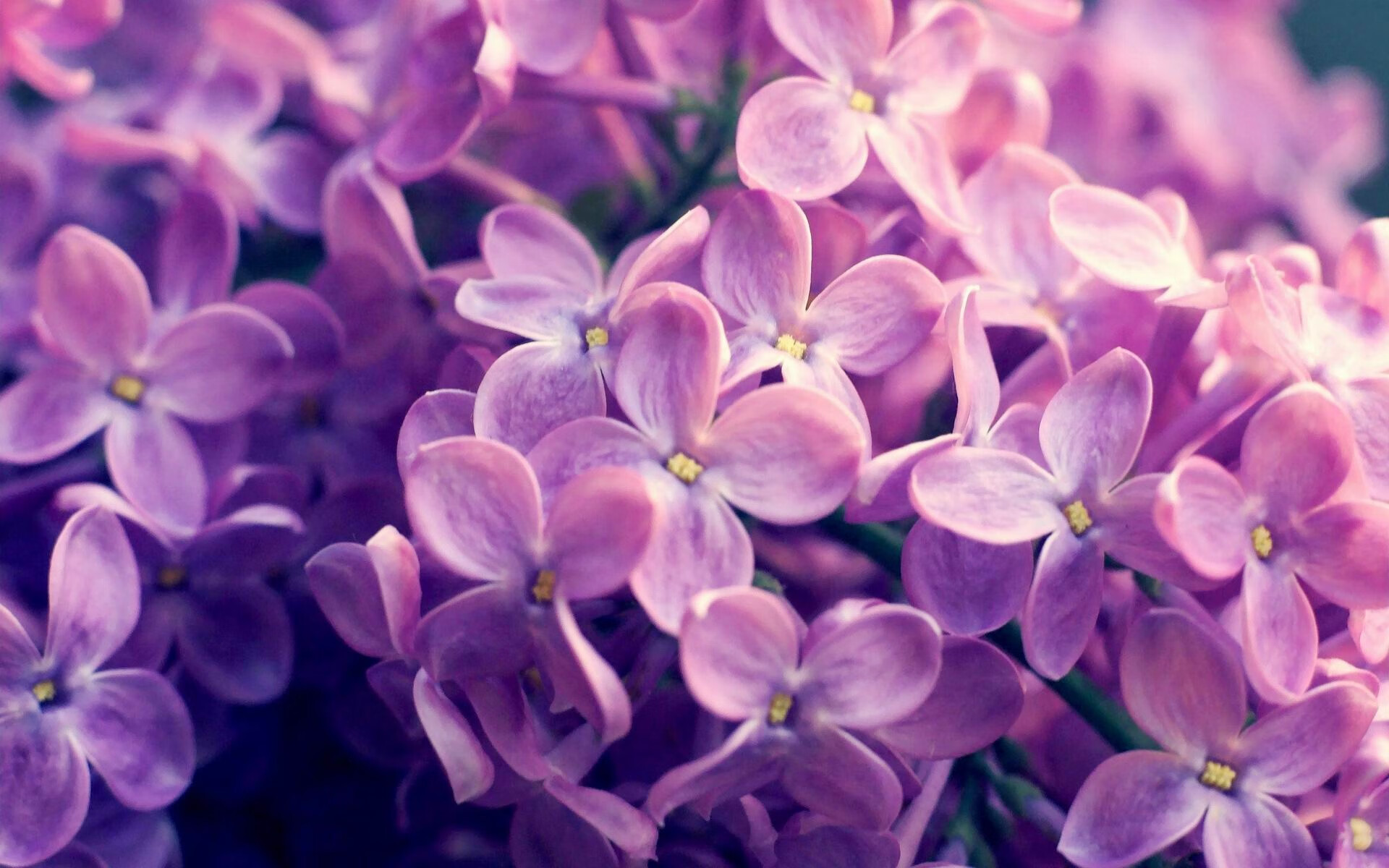 凯蒂·莱德基800米自由泳赛场魅力四射，莱德基自由泳水下全镜头