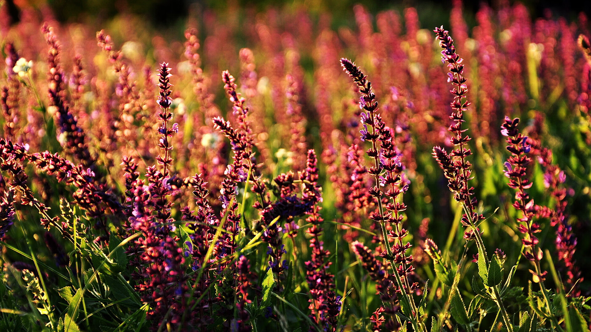 曹缘冲线瞬间引爆全场气氛,曹缘百科