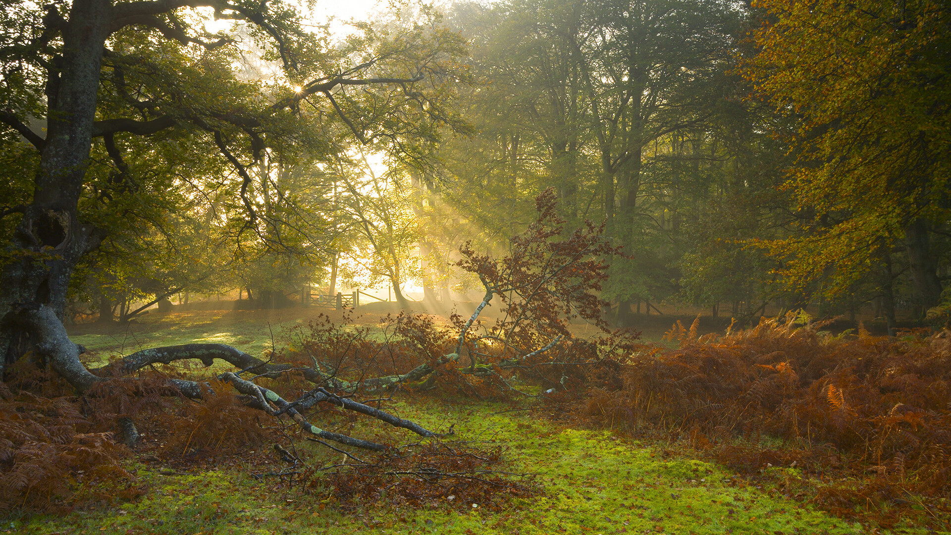 格鲁吉亚女篮在欧洲锦标赛中表现优异,勇登国际舞台,格鲁吉亚参加过欧洲杯吗